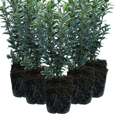 Euonymus japonicus 'Microphyllus Albovariegatus' (v) from Cedar Nursery, Cobham