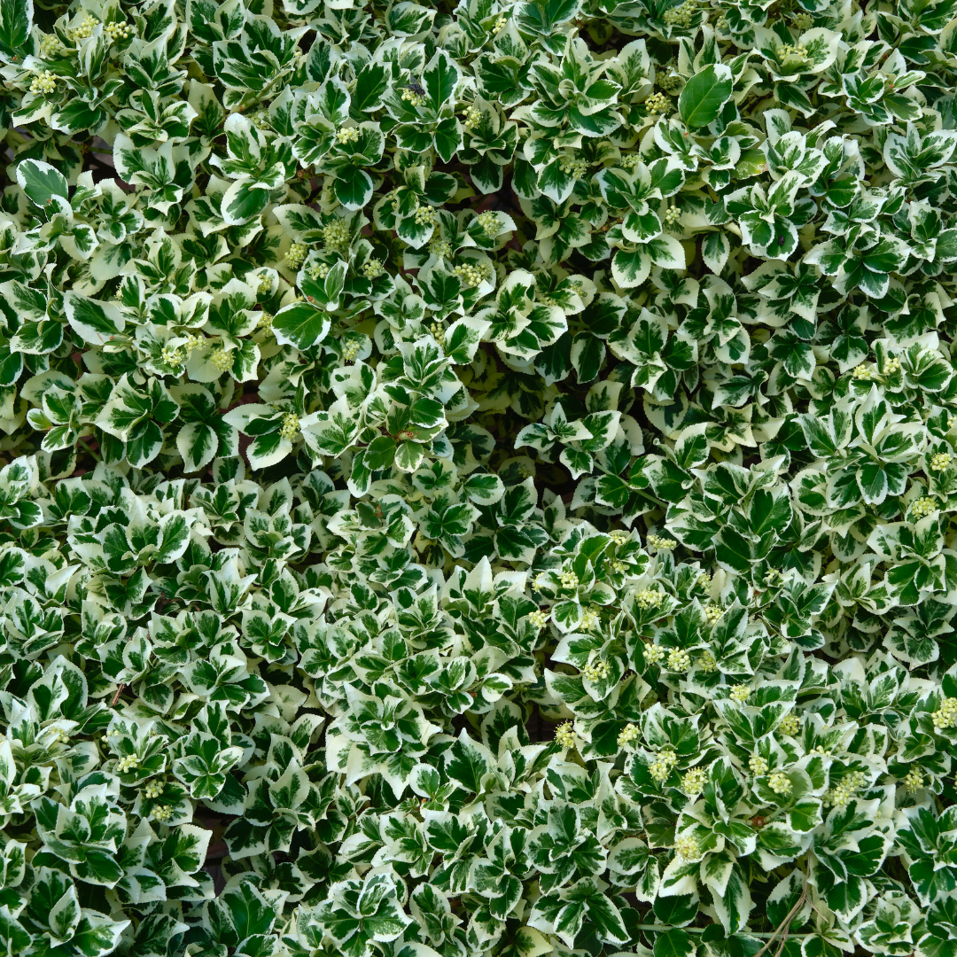 Euonymus fortunei Bravo 2L at Cedar Nursery Surrey
