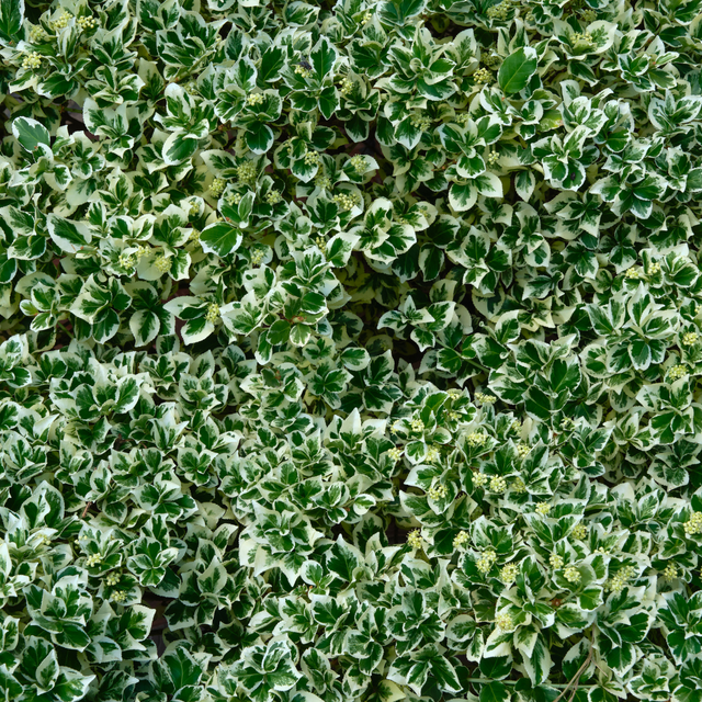 Euonymus fortunei Bravo 2L at Cedar Nursery Surrey