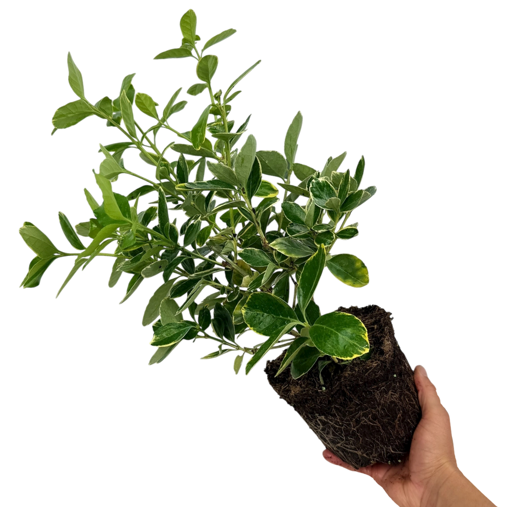 Euonymus fortunei Bravo 2L at Cedar Nursery Surrey