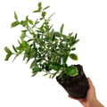 Euonymus fortunei Bravo 2L at Cedar Nursery Surrey