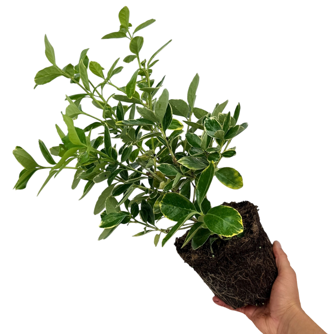 Euonymus fortunei Bravo 2L at Cedar Nursery Surrey