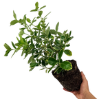Euonymus fortunei Bravo 2L at Cedar Nursery Surrey
