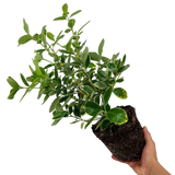 Euonymus fortunei Bravo 2L at Cedar Nursery Surrey