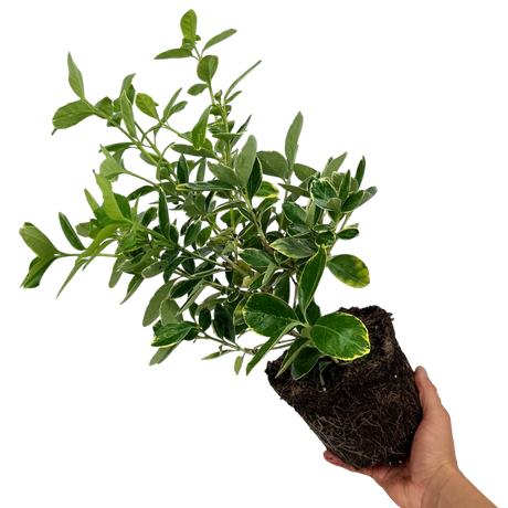 Euonymus fortunei Bravo 2L at Cedar Nursery Surrey