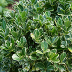 Euonymus fortunei Bravo 2L at Cedar Nursery Surrey