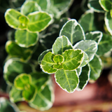Euonymus fortunei Emerald Gaiety 1L at Cedar Nursery Surrey