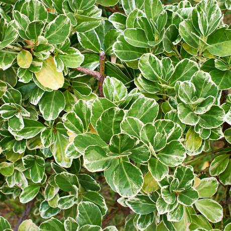 Euonymus fortunei Emerald Gaiety 1L at Cedar Nursery Surrey