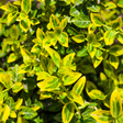 Euonymus fortunei Emerald n Gold 2L at Cedar Nursery Surrey