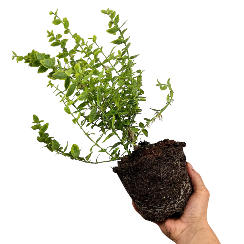 Euonymus fortunei Emerald n Gold 2L at Cedar Nursery Surrey