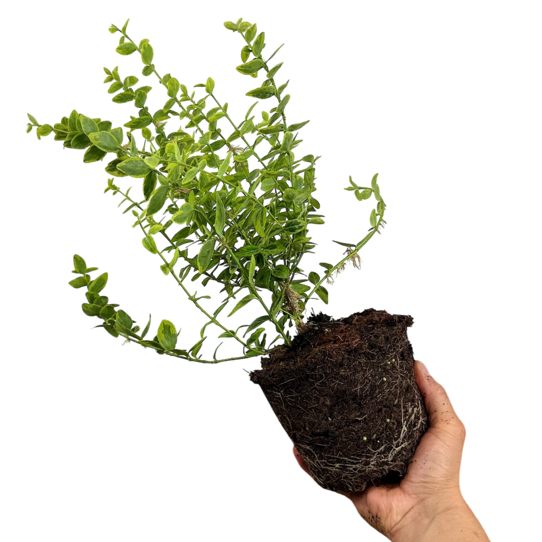 Euonymus fortunei Emerald n Gold 2L at Cedar Nursery Surrey
