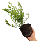 Euonymus fortunei Emerald n Gold 2L at Cedar Nursery Surrey