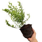 Euonymus fortunei Emerald n Gold 2L at Cedar Nursery Surrey