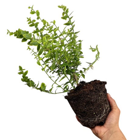 Euonymus fortunei Emerald n Gold 2L at Cedar Nursery Surrey