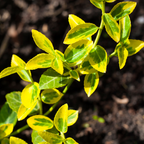 Euonymus fortunei Emerald n Gold 2L at Cedar Nursery Surrey