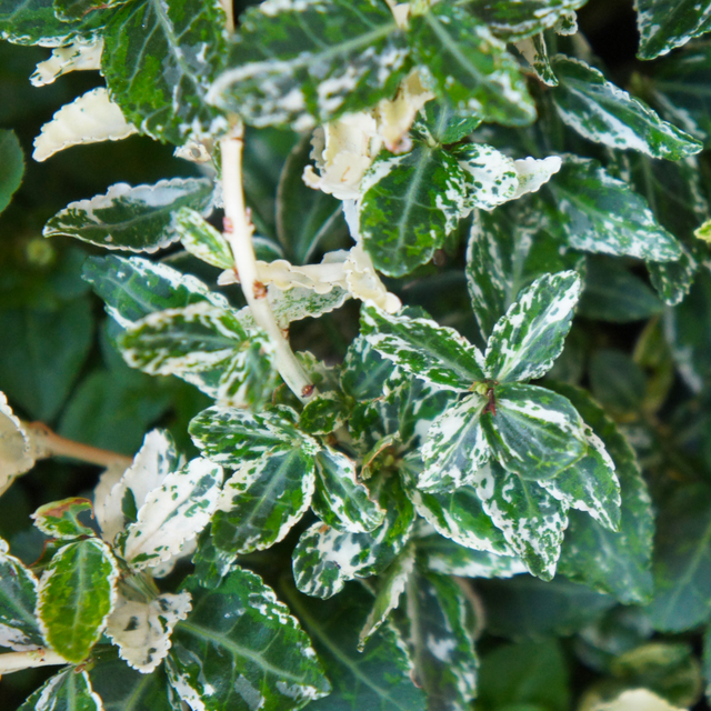 Euonymus fortunei Harlequin 2L at Cedar Nursery Surrey