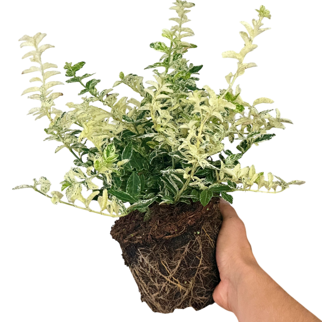 Euonymus fortunei Harlequin 2L at Cedar Nursery Surrey