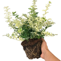 Euonymus fortunei Harlequin 2L at Cedar Nursery Surrey