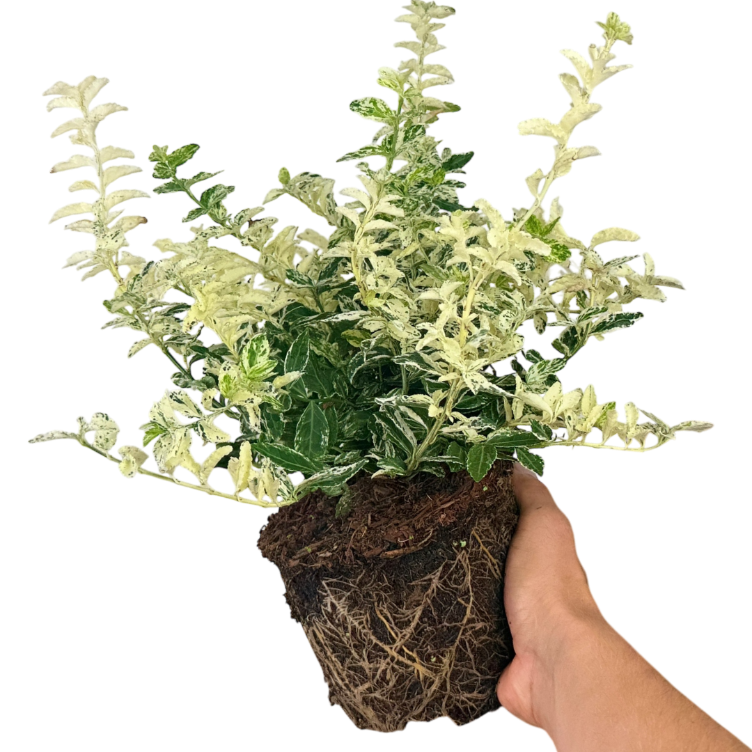 Euonymus fortunei Harlequin 2L at Cedar Nursery Surrey
