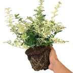 Euonymus fortunei Harlequin 2L at Cedar Nursery Surrey