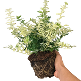 Euonymus fortunei Harlequin 2L at Cedar Nursery Surrey