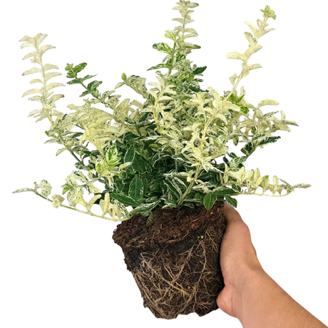 Euonymus fortunei Harlequin 2L at Cedar Nursery Surrey