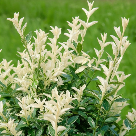 Euonymus fortunei Harlequin 2L at Cedar Nursery Surrey