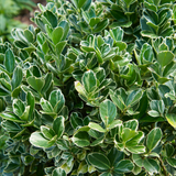 Euonymus fortunei Kathy 2L at Cedar Nursery Surrey