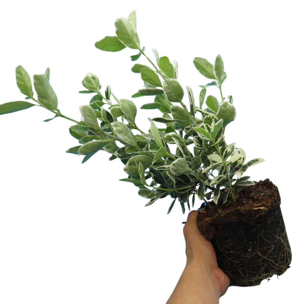 Euonymus fortunei Kathy 2L at Cedar Nursery Surrey