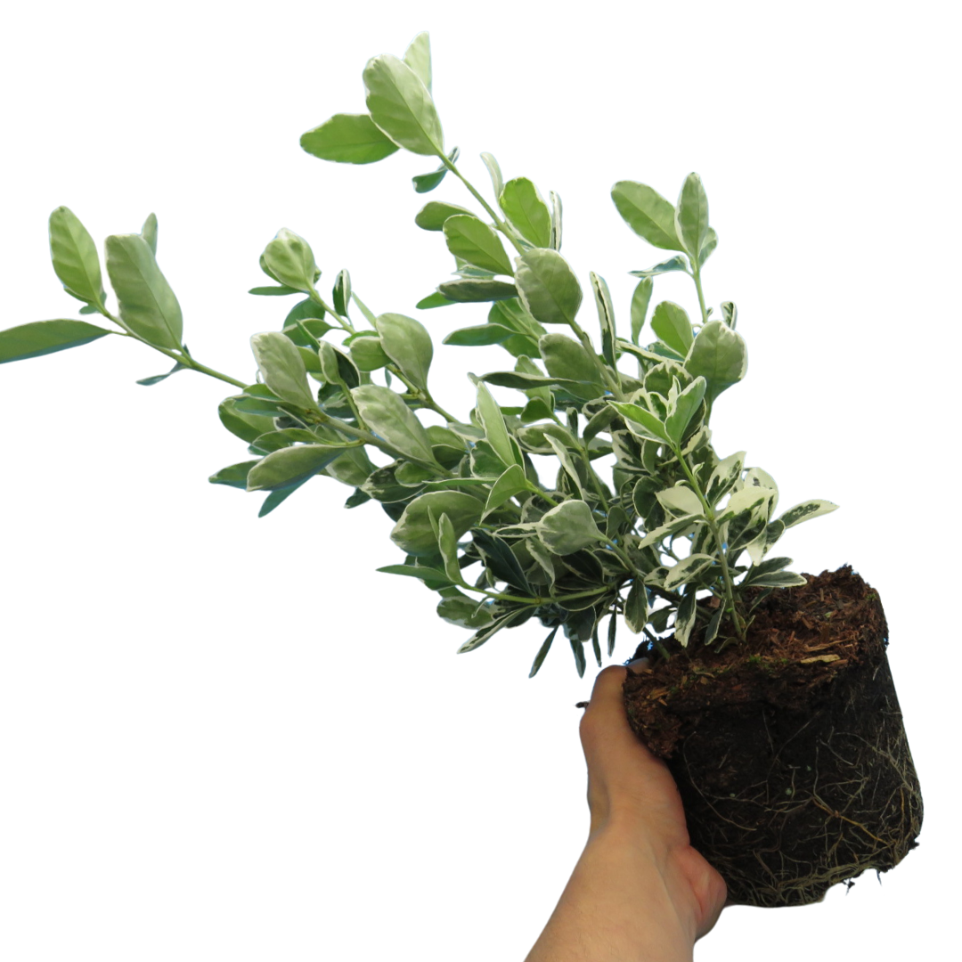 Euonymus fortunei Kathy 2L at Cedar Nursery Surrey