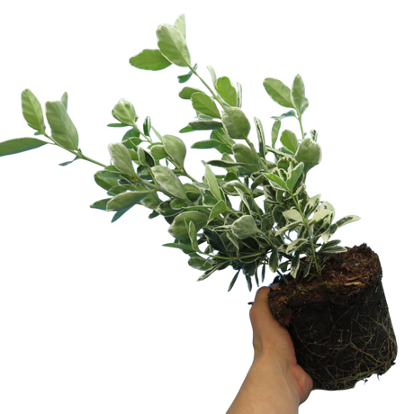 Euonymus fortunei Kathy 2L at Cedar Nursery Surrey