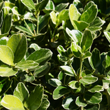 Euonymus fortunei President Gauthier 2L at Cedar Nursery Surrey