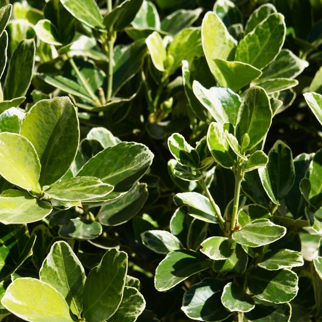 Euonymus fortunei President Gauthier 2L at Cedar Nursery Surrey