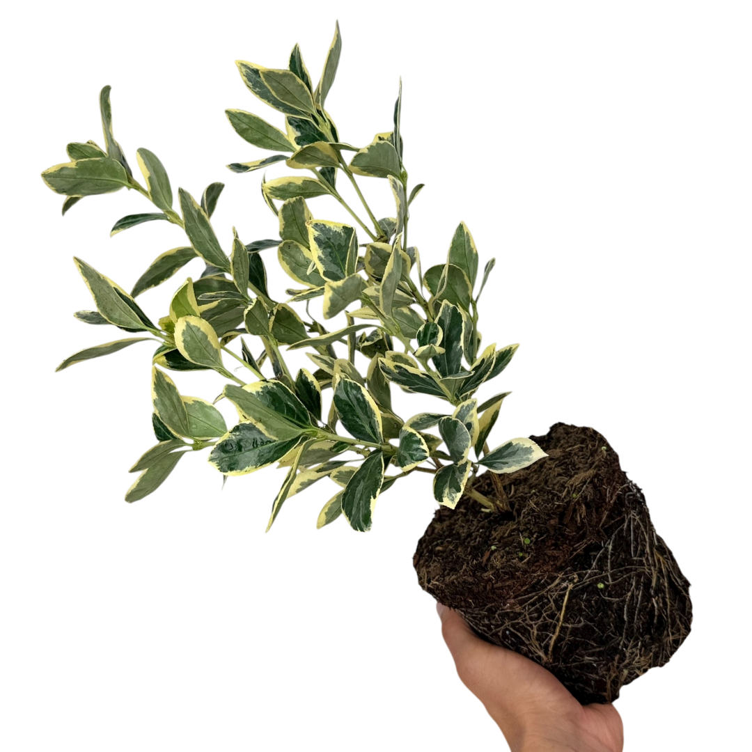 Euonymus fortunei President Gauthier 2L at Cedar Nursery Surrey