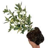 Euonymus fortunei President Gauthier 2L at Cedar Nursery Surrey