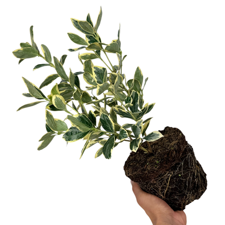 Euonymus fortunei President Gauthier 2L at Cedar Nursery Surrey