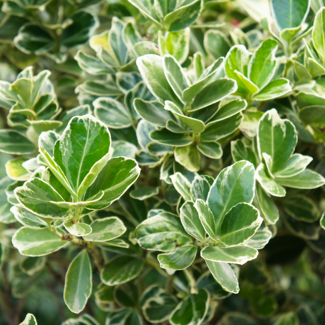 Euonymus fortunei President Gauthier 2L at Cedar Nursery Surrey