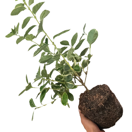 Euonymus japonicus Albomarginatus 2L at Cedar Nursery Surrey