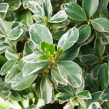 Euonymus japonicus Albomarginatus 2L at Cedar Nursery Surrey