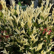 Buy Euonymus japonicus 'Extravaganza' direct from Cedar Garden Nursery, Surrey