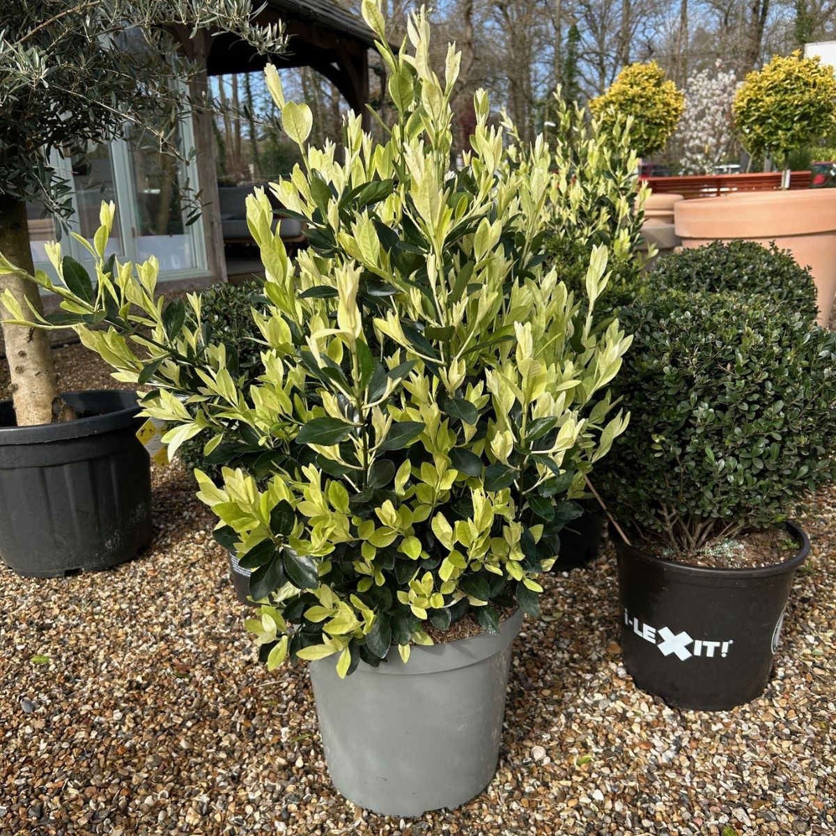 Large Euonymus japonicus 'Extravaganza' shrub at Cedar Nursery, Surrey