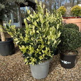 Large Euonymus japonicus 'Extravaganza' shrub at Cedar Nursery, Surrey