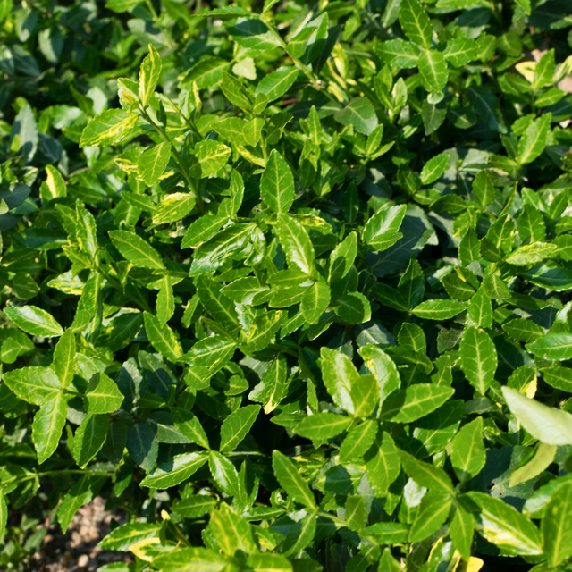 Euonymus japonicus Green Spire 2L at Cedar Nursery Surrey