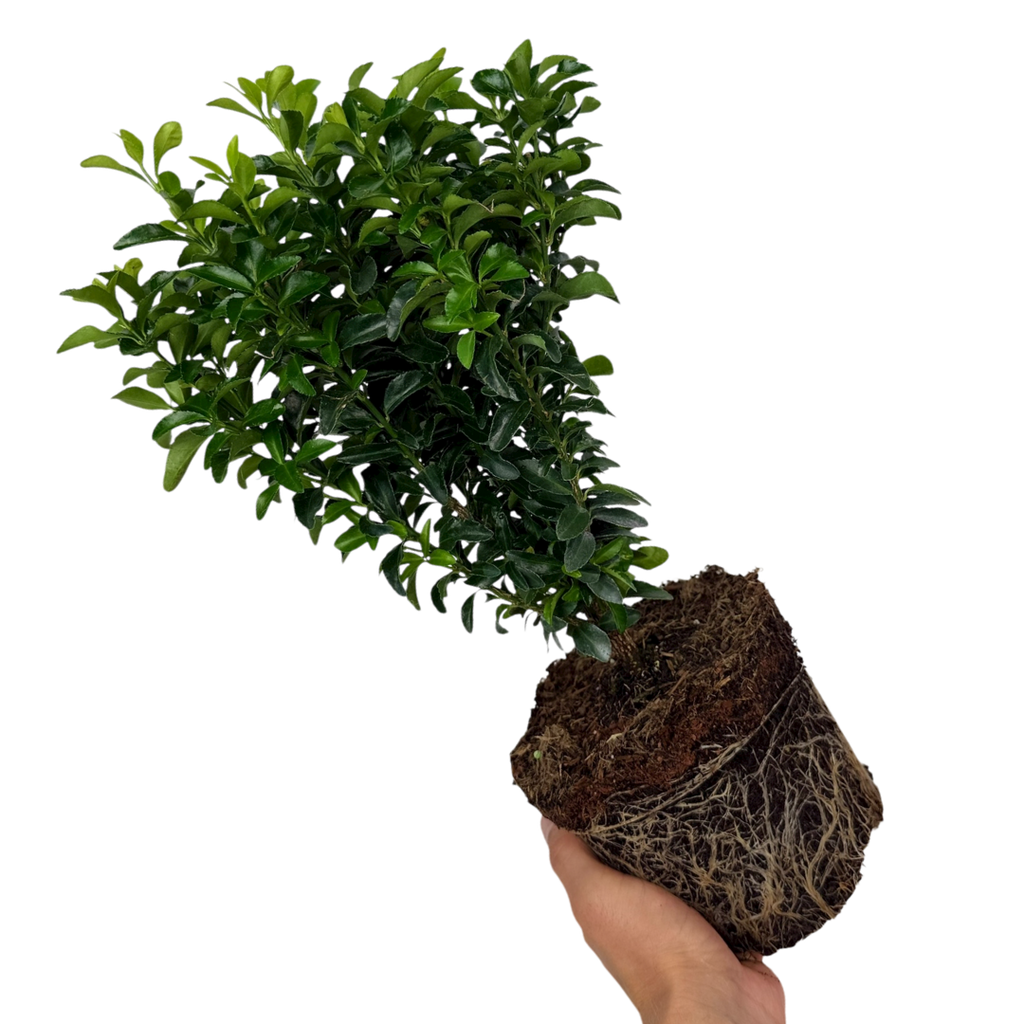 Euonymus japonicus Green Spire 2L at Cedar Nursery Surrey