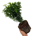 Euonymus japonicus Green Spire 2L at Cedar Nursery Surrey