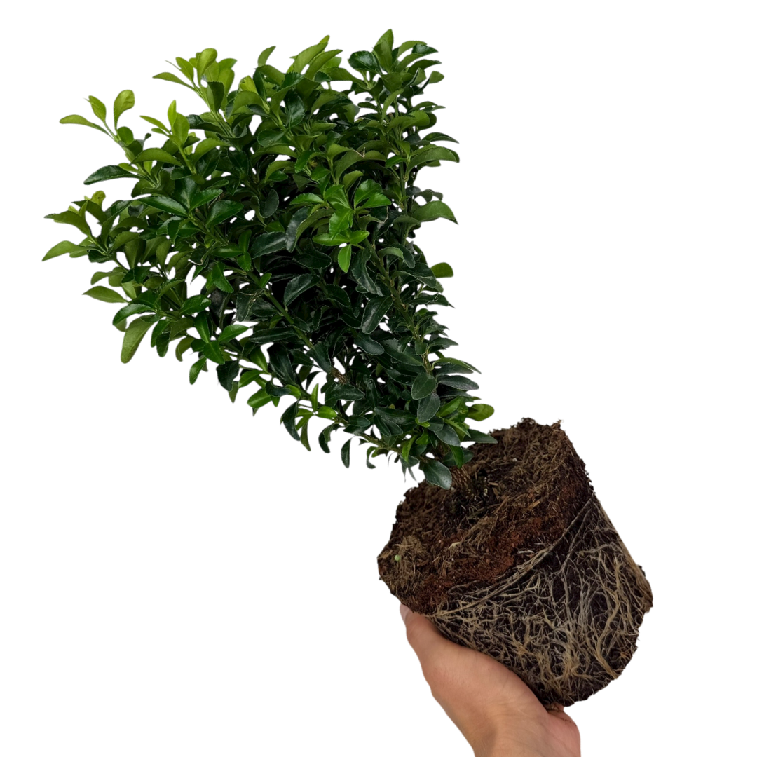 Euonymus japonicus Green Spire 2L at Cedar Nursery Surrey