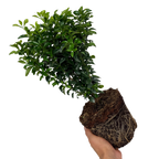 Euonymus japonicus Green Spire 2L at Cedar Nursery Surrey