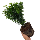 Euonymus japonicus Green Spire 2L at Cedar Nursery Surrey