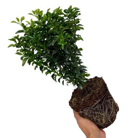 Euonymus japonicus Green Spire 2L at Cedar Nursery Surrey