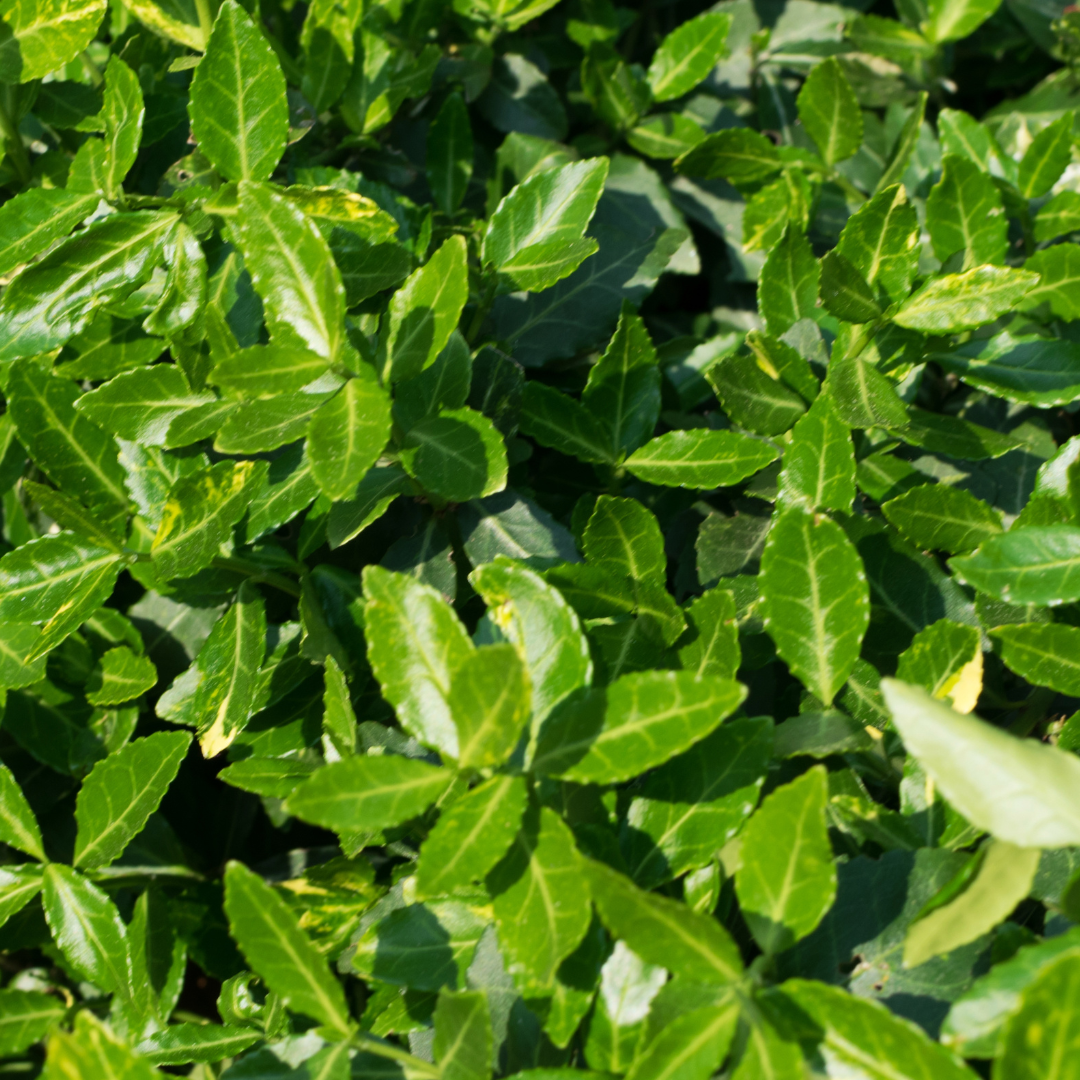 Euonymus japonicus Green Spire 2L at Cedar Nursery Surrey